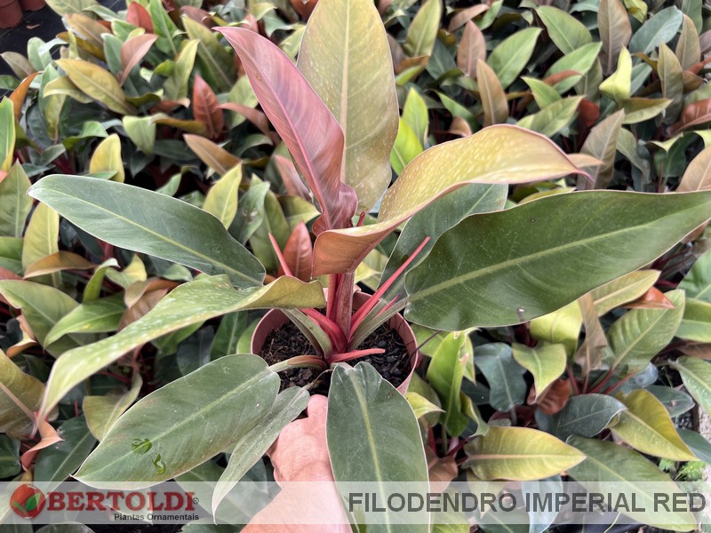 Filodendro Imperial Red